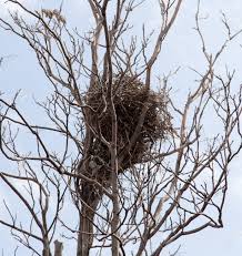 Spy Ops Birds Nest Hidden Camera