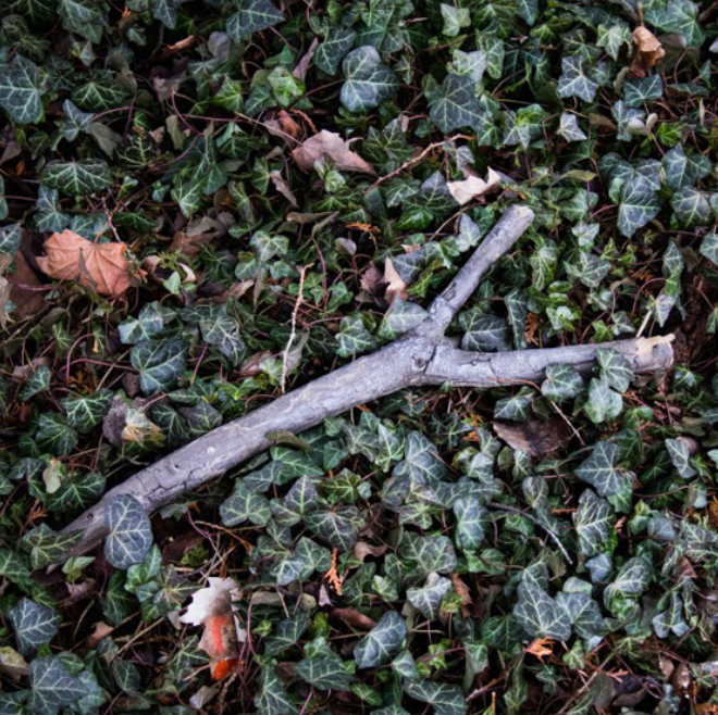 Spy Ops Tree Branch Hidden Camera